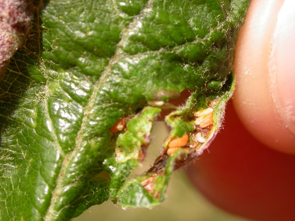 Freiding_21_06_2007 (4zu3).JPG